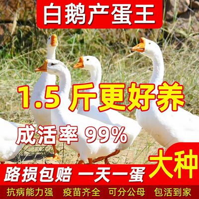 纯种小鹅苗白鹅脱温正宗散养鹅苗