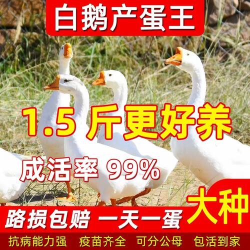 纯种小鹅苗白鹅脱温正宗散养鹅苗