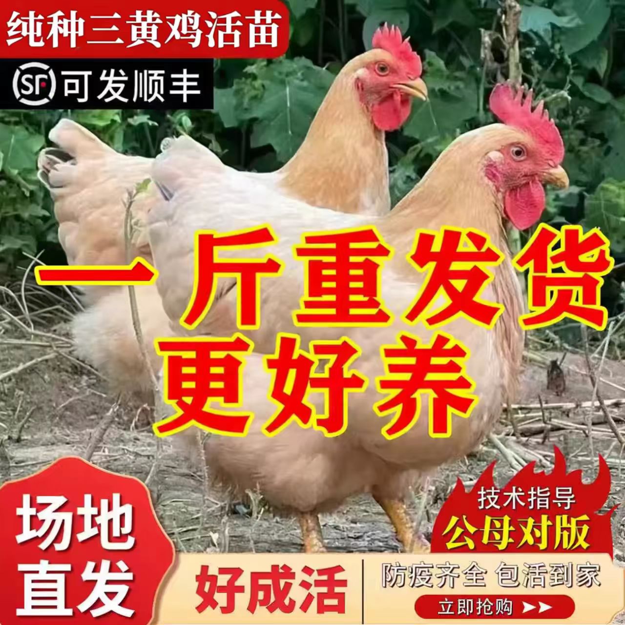 三黄母鸡1斤活苗体小鸡仔苗批发