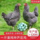 一斤纯种芦花鸡活苗正宗芦花绿壳蛋鸡半大青年鸡土鸡脱温小鸡活苗