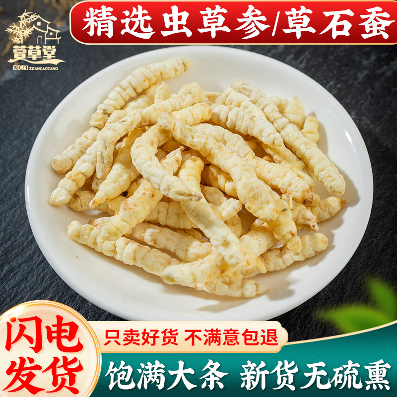 云南虫草参正品 草石蚕250g中药材地蚕土冬虫草 白虫草泽兰根地参
