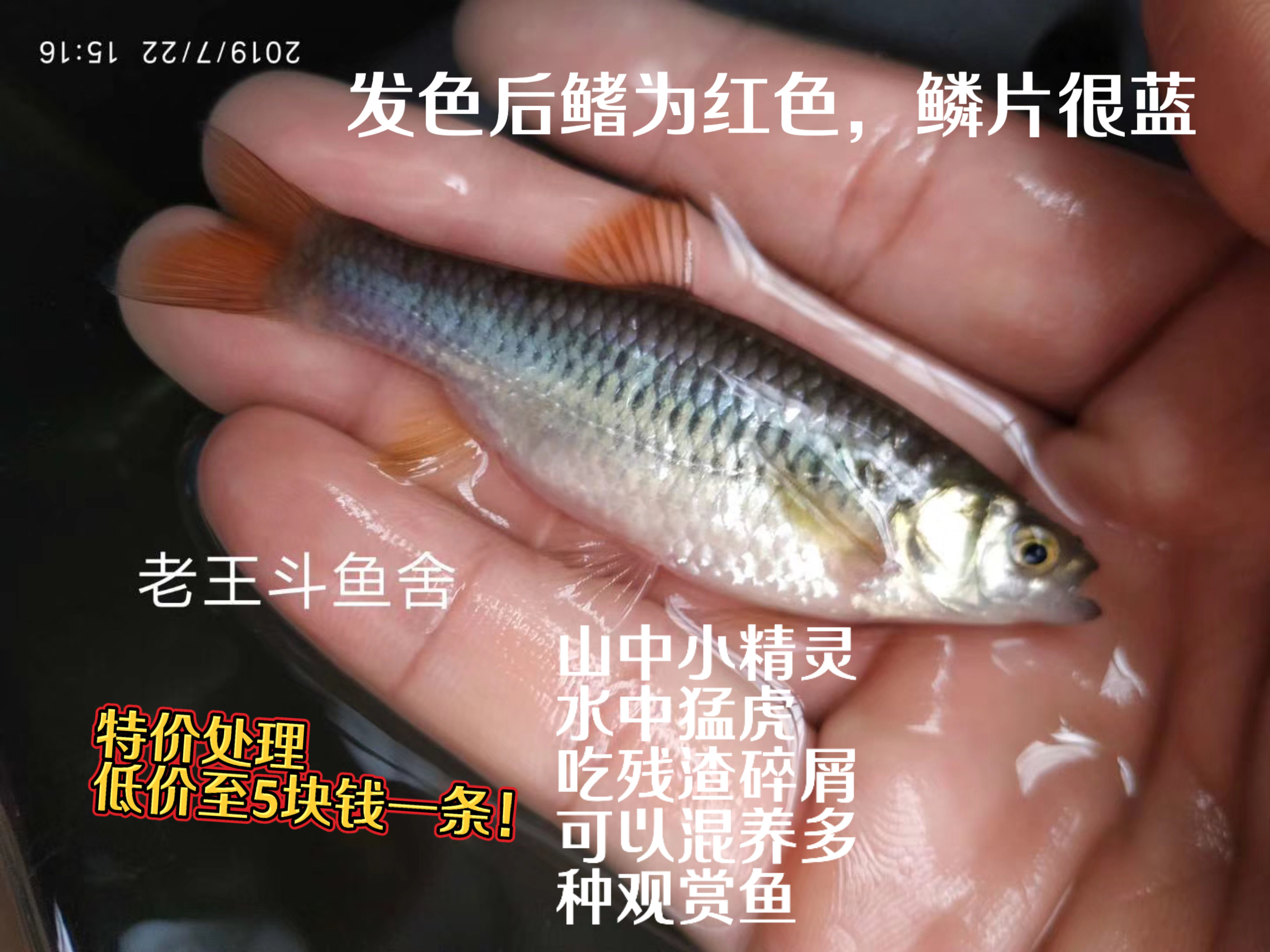 特价处理拟细鲫中华细鲫溪流鱼小鱼