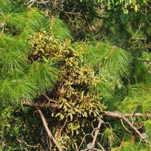 云南松树寄生原生态新鲜寄生茶松木寄生茶泡水喝二层野生现采