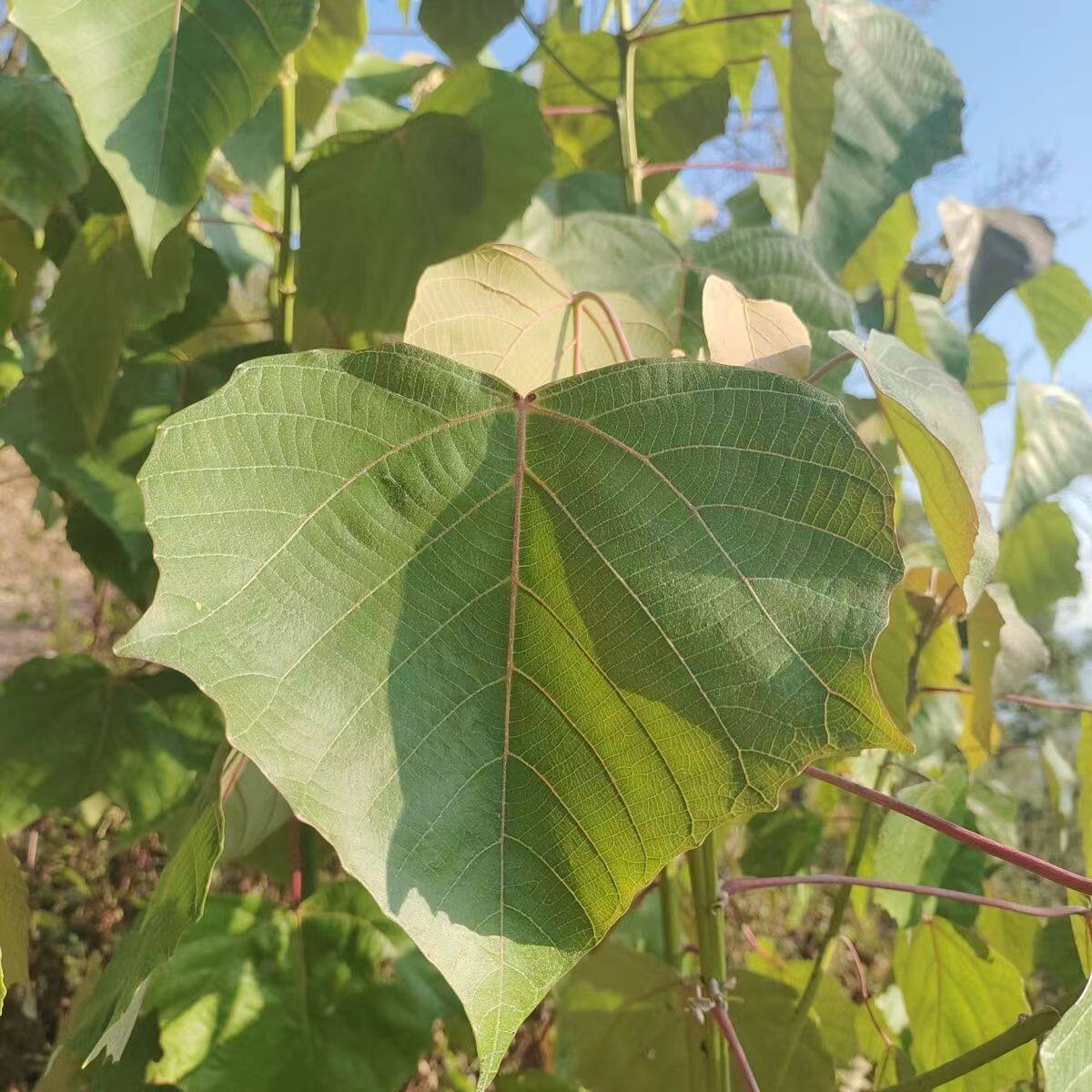 云南新鲜大粑粑树大粑粑叶食用粑粑叶现采大粑粑叶家用野生叶儿粑