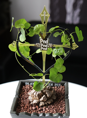 pnd原创植物爬藤架亚克力块根龟甲龙山乌龟室内攀爬园艺花架