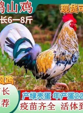 纯种鹊山鸡高产蛋彩凤观赏鸡半斤公鸡脱温小鸡散养宠物鸡包活到家