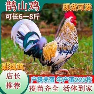 纯种鹊山鸡高产蛋彩凤观赏鸡半斤公鸡脱温小鸡散养宠物鸡包活到家