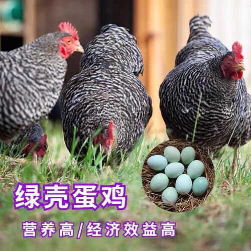 纯种芦花鸡高产绿壳蛋鸡脱温母鸡正宗芦花小鸡鱼鳞鸡散养包活到家