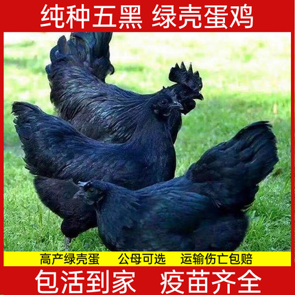 纯种五黑鸡正宗绿壳蛋鸡五黑一绿脱温小鸡黑乌骨鸡散养母鸡宠物鸡