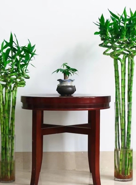 富贵竹转运竹水培带根绿植节节高土培水竹客厅招财净化除甲醛盆栽