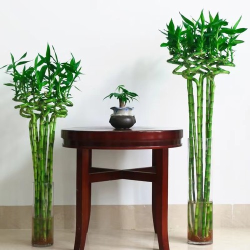 富贵转运竹水培带根招财甲醛盆栽