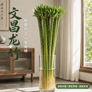 带根龙竹文昌竹发财竹观音竹文竹富贵竹植物水养客厅绿植水培花卉