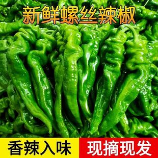 河南螺丝椒辣椒香辣青椒辣椒螺丝椒薄皮辣椒新鲜5斤整箱包邮