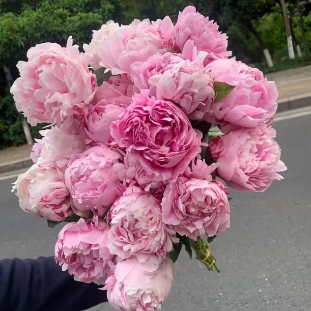 进口重瓣芍药6年老根花苗盆栽