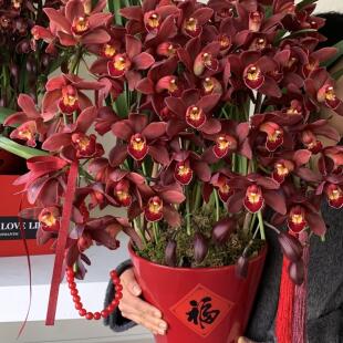 7剑红袍福星大花蕙兰年宵花生日开业乔迁盆栽杭州上海北京同城送