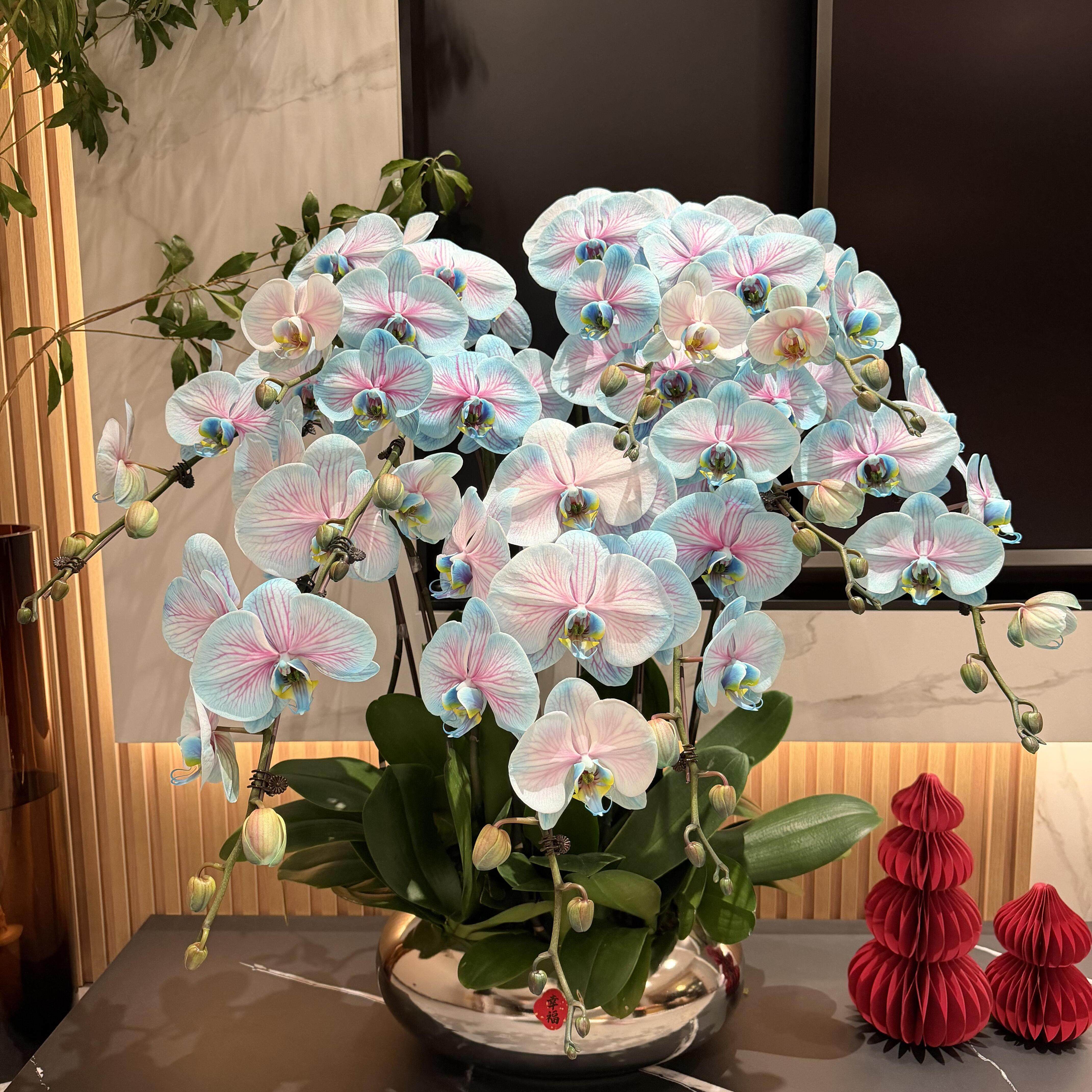 马卡龙蓝色蝴蝶兰年宵花新年室内氛围盆栽杭州上海北京 广州同城