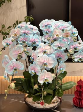 马卡龙蓝色蝴蝶兰年宵花新年室内氛围盆栽杭州上海北京 广州同城