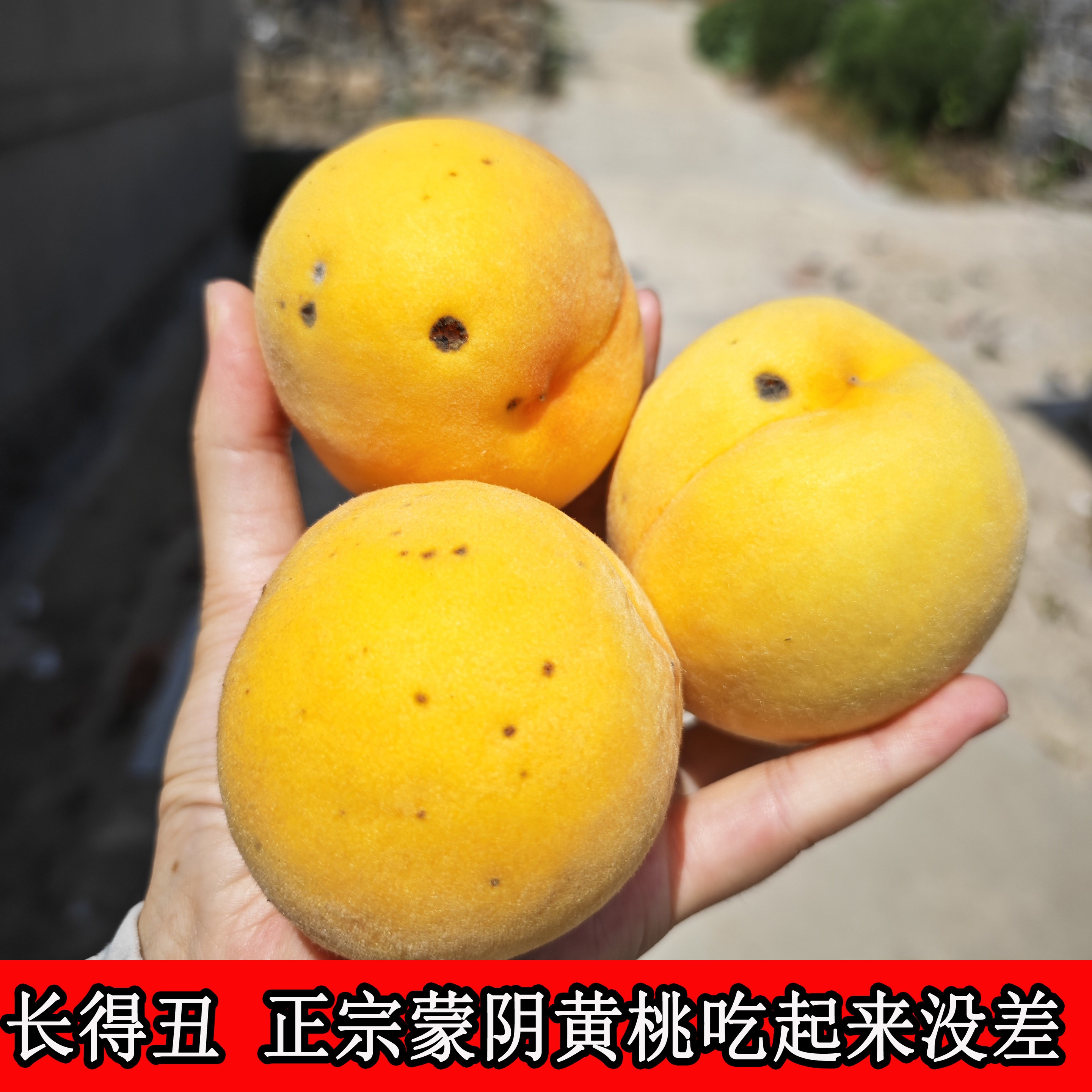 黄桃新鲜水果瑕疵果自吃实惠