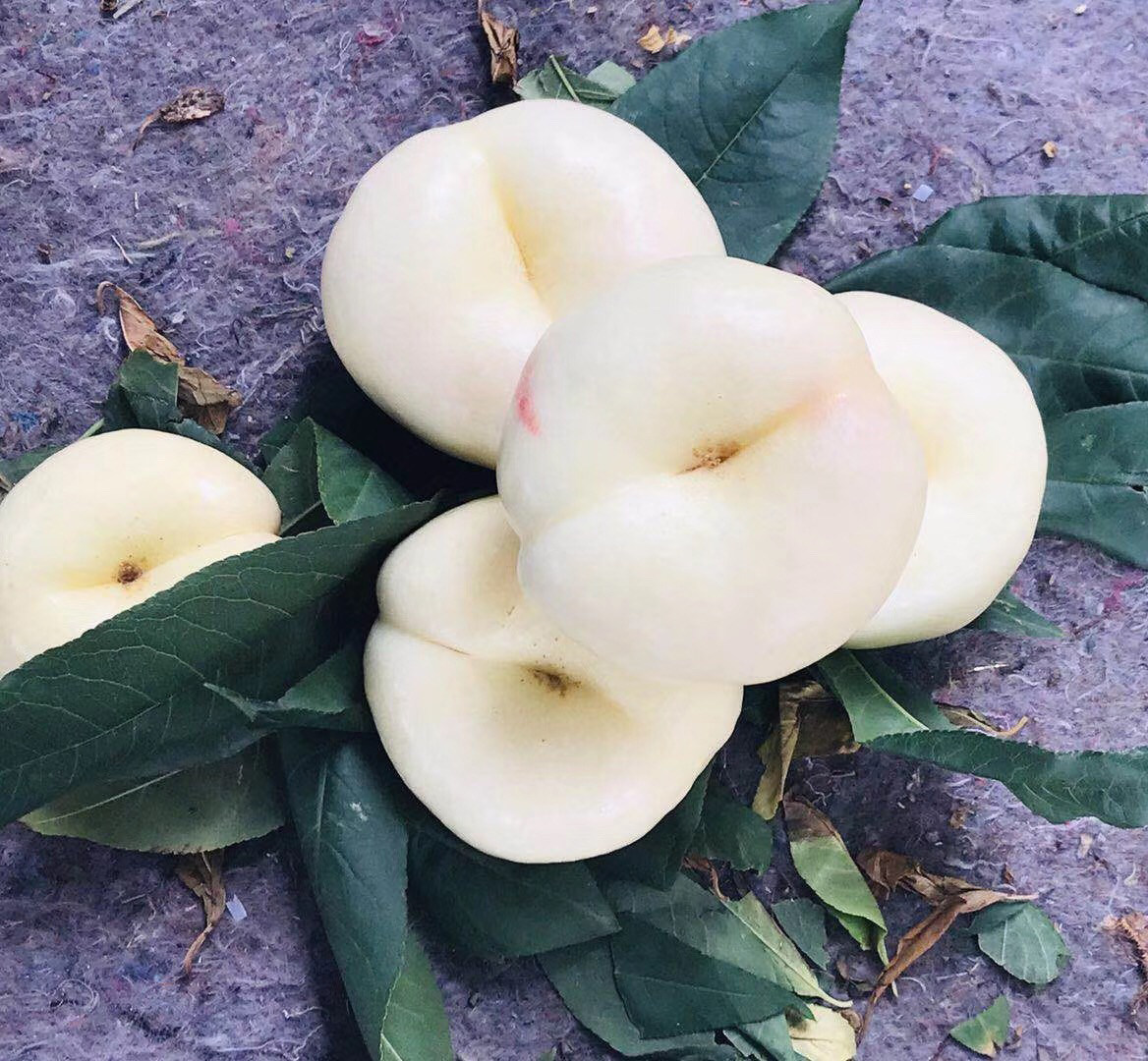 山东蒙阴蜜桃白玉奶油蟠桃纯甜应季新鲜水果扁桃子包邮现摘现发