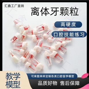 包邮 根管离体牙开髓牙粒树脂带髓腔牙仿真牙厂家直销精品热销 家用