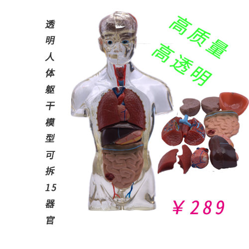 人体透明躯干模型 内脏器官模型 可拆卸医学教学人体器官模型躯干