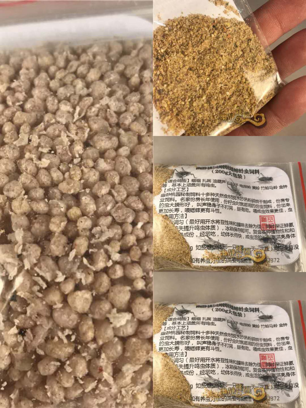 Q0034#蝈蝈食蛐蛐蟋蟀蝈蝈黄蛉金钟竹蛉饲料母子三尾土捉蟋蟀诱饵