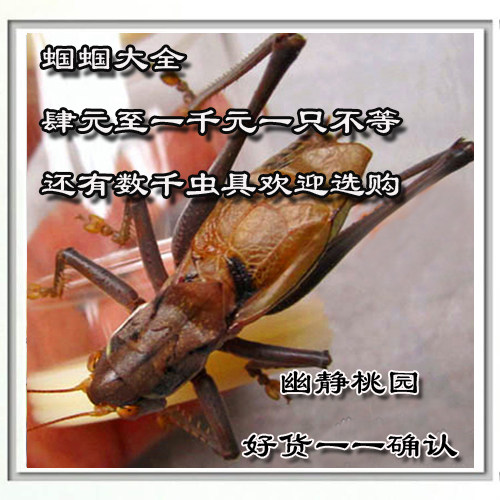 圈内口碑人工平谷叫蝈蝈四季