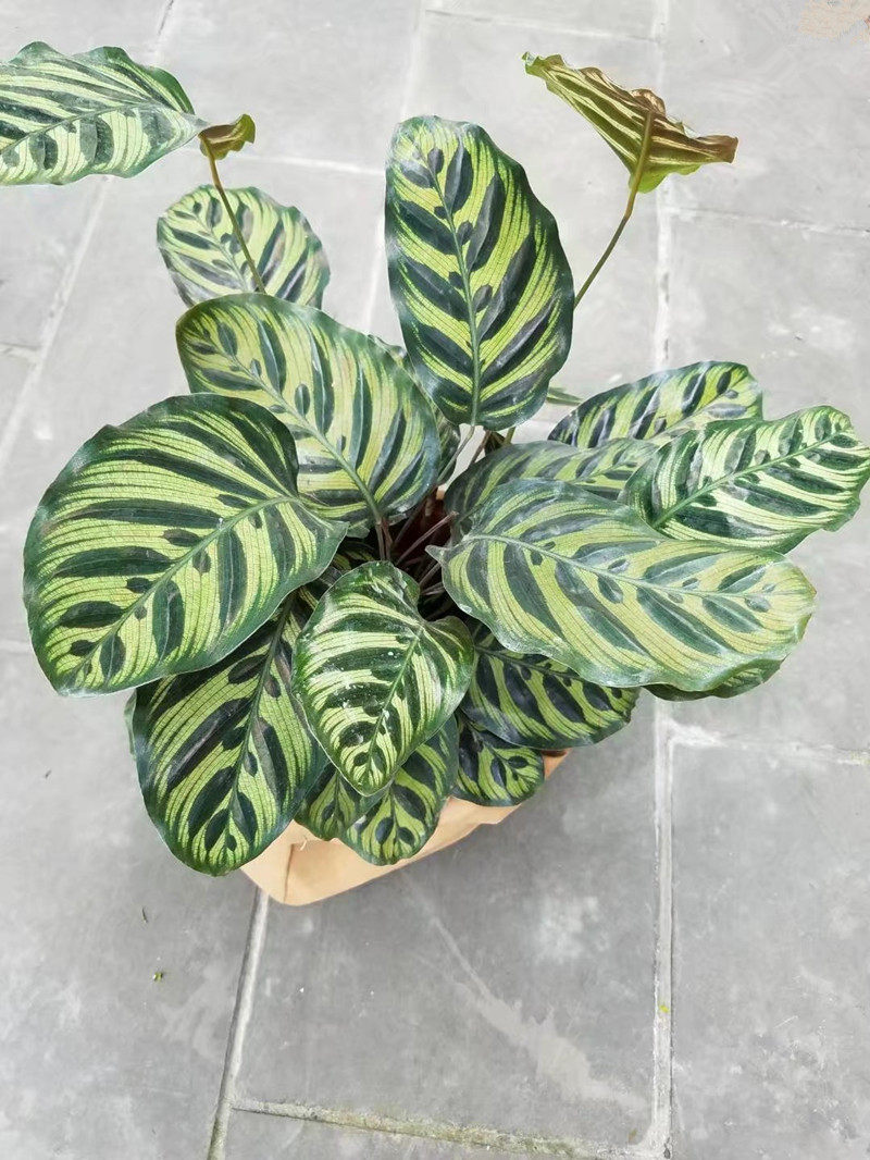 孔雀竹芋室内桌面动态盆栽耐阴观叶彩叶绿植花卉除甲醛净化空气