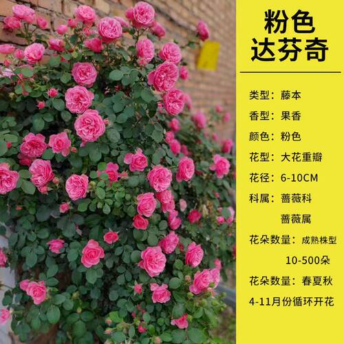 粉色达芬奇月季攀爬藤蔓