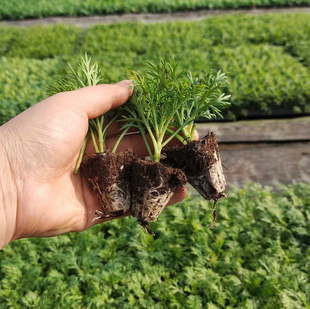 玛格丽特花苗盆栽特大花重瓣大小苗雏菊四季穴盘花卉庭院植物