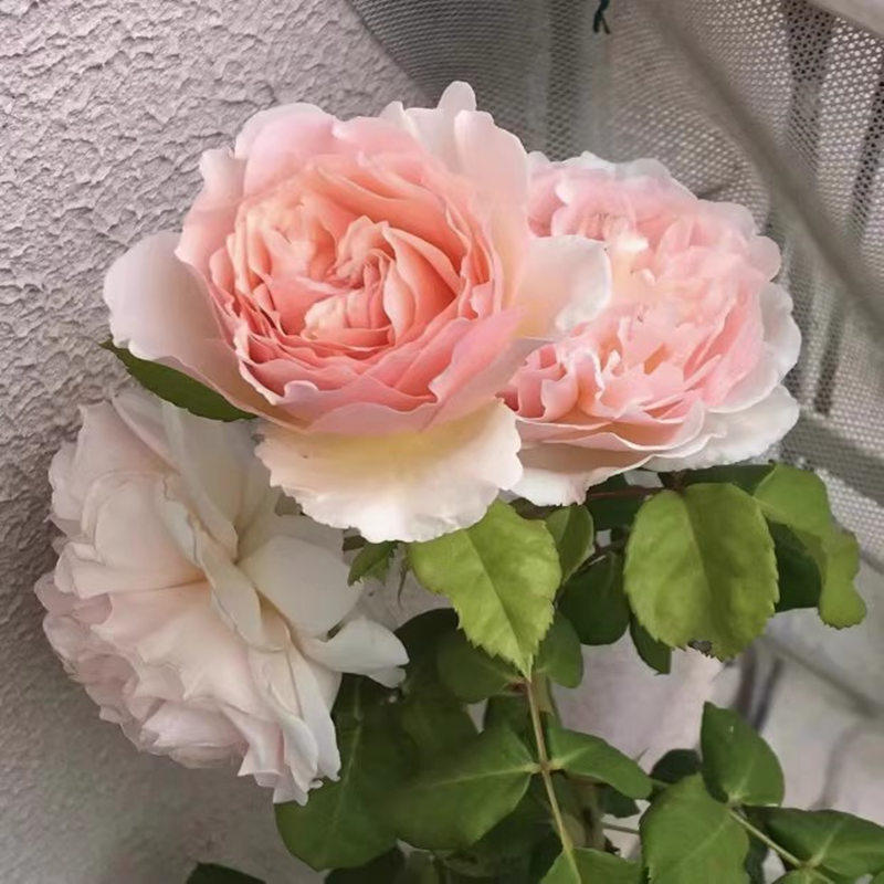 浪漫绯句/浪漫俳句haiku romantika灌木浓香多头多季大花月季小苗