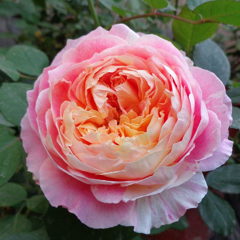 莫奈月季花扦插花苗大花香味四季花卉庭院阳台盆栽绿植小苗