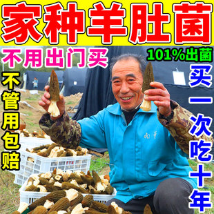 野生羊肚菌菌种包自种菌家用种植蘑菇金针菇羊肚菌四季高产可食用