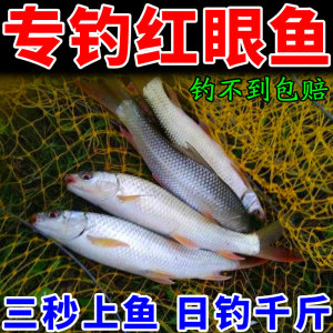 红眼鱼专用饵料秋冬季红眼鱼神饵野河水库爆护饵料打窝料浮钓神器