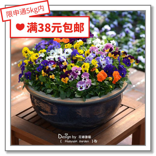 泛美角堇泛美果汁冰糕花缘咸菜