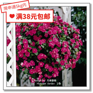 花缘咸菜 进口观赏花种子*荷兰SG*垂吊非洲凤仙*维多利亚玫瑰5粒