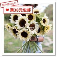 Семена семян цветов*Cut Flower Sunflower Белый лунный свет/любовники/Gem Hongfang/10 Fetras