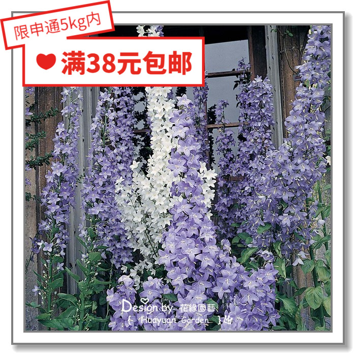 塔型风铃草轮状重瓣5-10花缘咸菜
