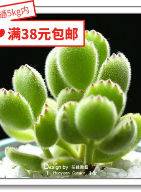 进口多肉种子绿熊10粒花缘咸菜