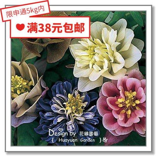 英国汤姆森摩根公司耧斗菜