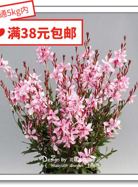 山桃草进口山桃草白色花缘咸菜