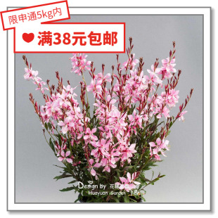 花缘咸菜 进口观赏花种子*泛美*山桃草*烟花*白色5粒