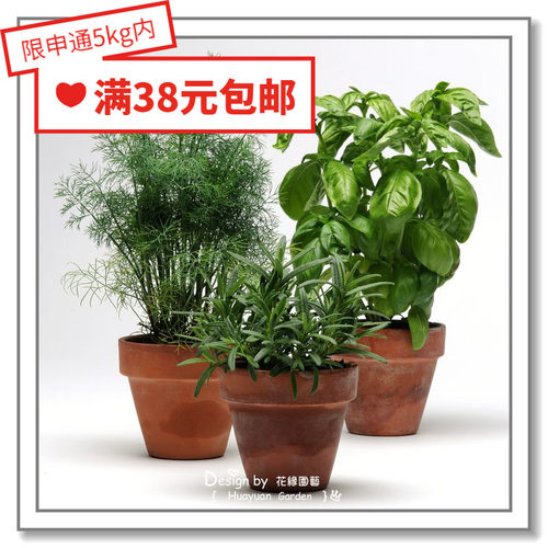 进口香草种子罗勒花缘咸菜