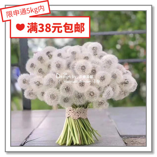 花缘咸菜 进口观赏花种子*黄花婆罗门参/网红蒲公英puls*10粒