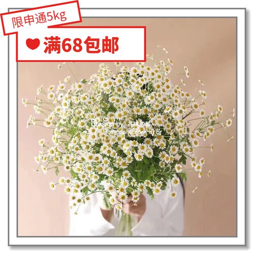 白菊种子素材模板 白菊种子图片下载 小麦优选