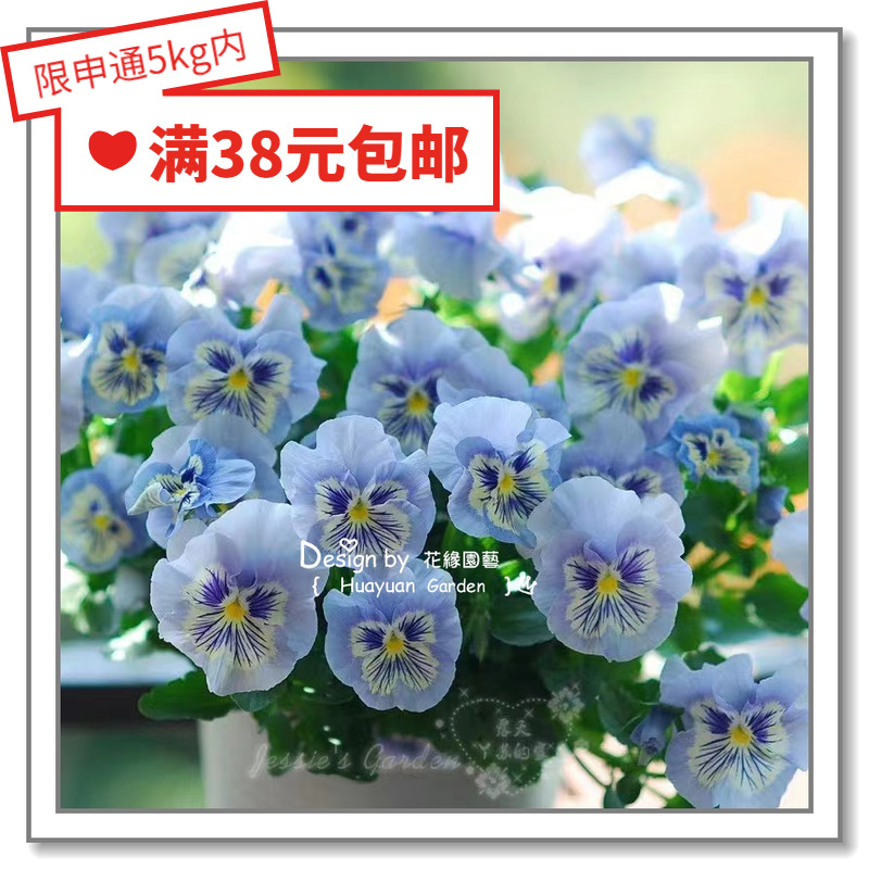 花缘咸菜 进口观赏花种子*角堇/三色堇*巨人/虎眼/卡玛/菲诺5-10