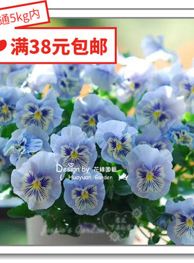 花缘咸菜 进口观赏花种子*角堇/三色堇*巨人/虎眼/卡玛/菲诺5-10