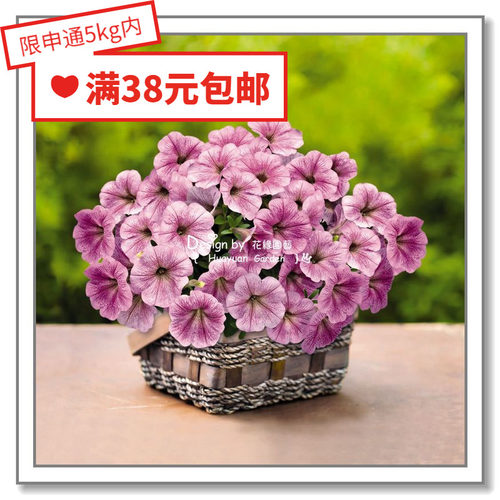 进口德国垂吊矮牵牛花缘咸菜