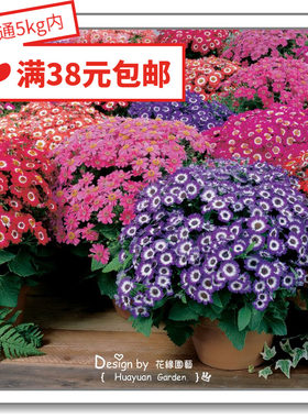 荷兰瓜叶菊小丑系列5粒花缘咸菜