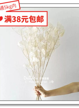 花缘咸菜 进口观赏花种子*干切花*瓶插花艺*银扇草*银元10粒